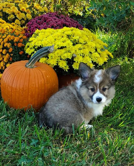 DOGGY BAG●ドギー・バッグ  ●本人 直筆サイン色紙・うちわ・生写真 DOGGY BAG○ドギー・バッグ ○本人 直筆サイン色紙・うちわ・生写真