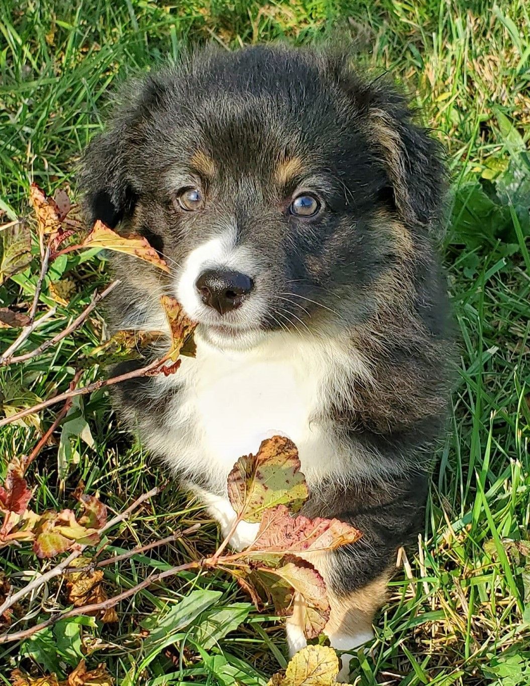 Tri Color Fluffy Corgi - Pembrokes of Walnut Creek