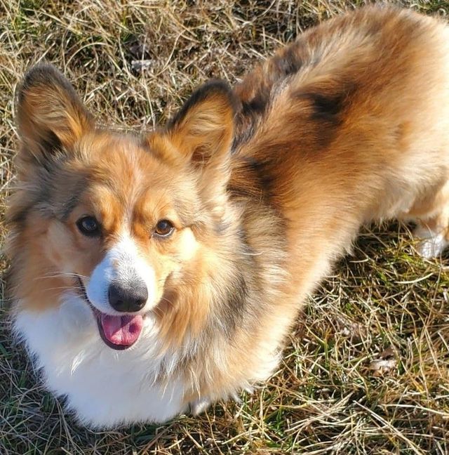 Corgi Puppies Near Me