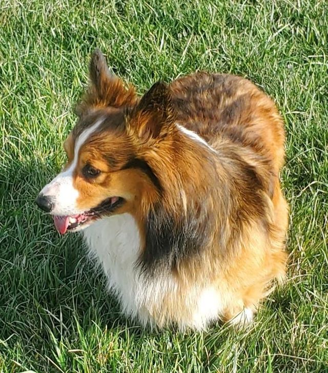 Fluffy Coat Corgi Your Companion for Cozy Comfort