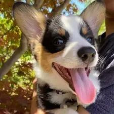 Puppy Tongue