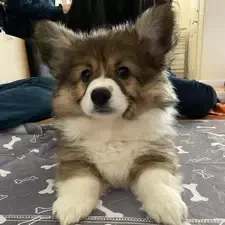 Puppy Sitting Front