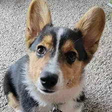 Puppy Innocent Face