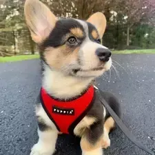 Puppia