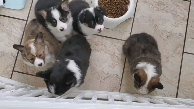 Kennel club corgi puppies for clearance sale