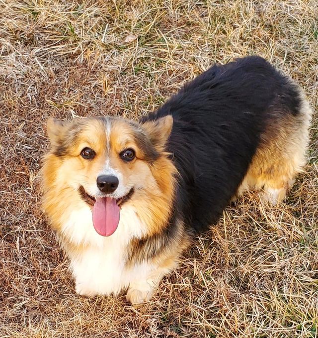 Clearance tricolor corgi New Arrivals