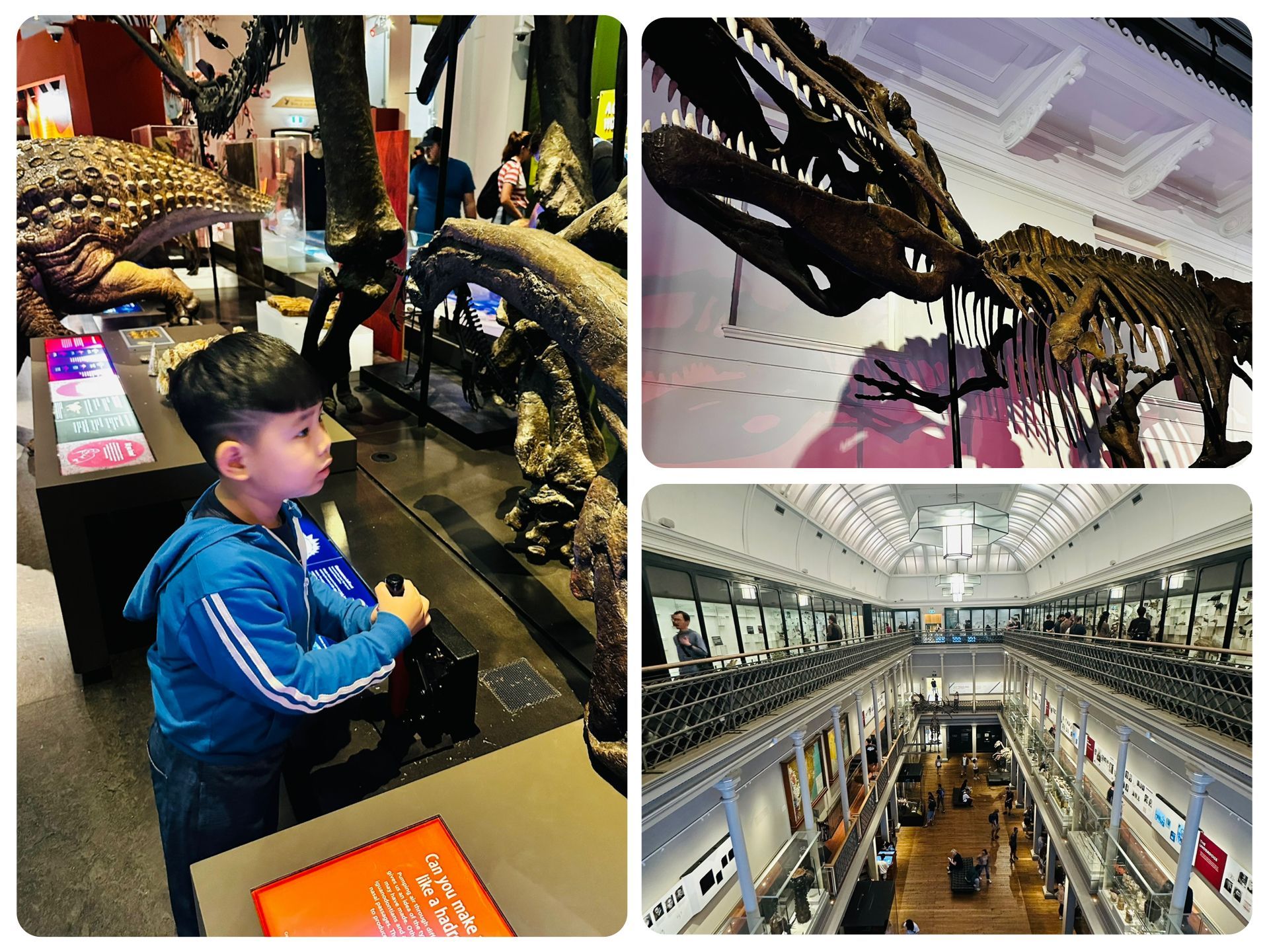 澳洲博物館 Australian Museum