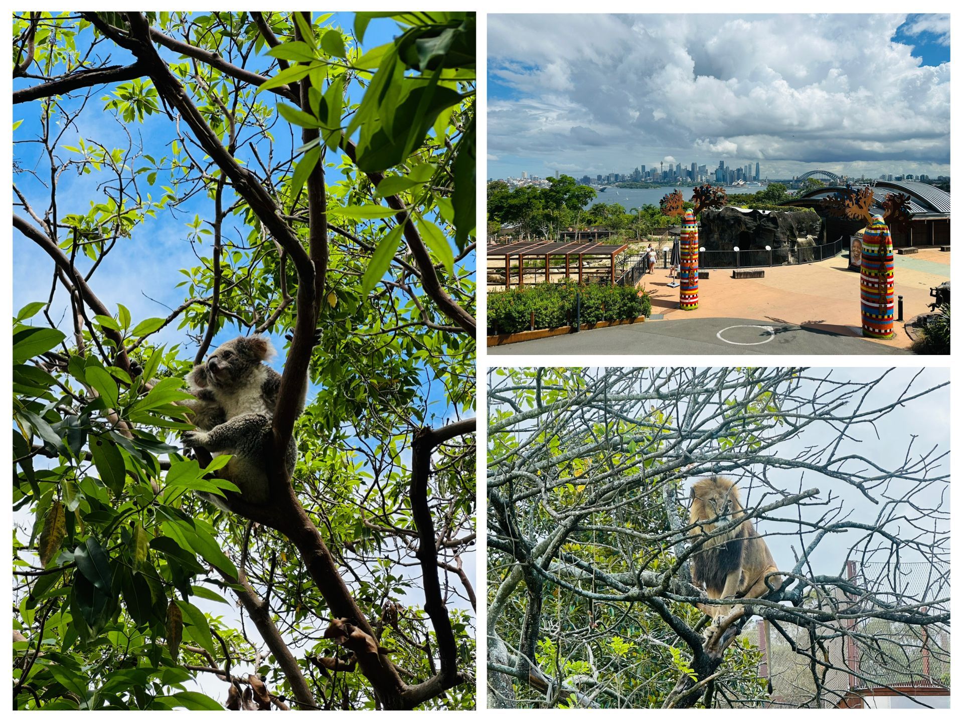 塔龍加動物園 Taronga Zoo Sydney
