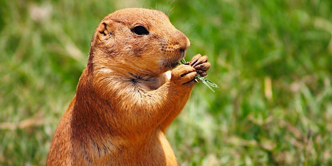 Adaptations That Help Animals Build A Shelter EdZOOcating Adventures   Prairie Dog Munching On Some Grass Edzoocating 1920w 