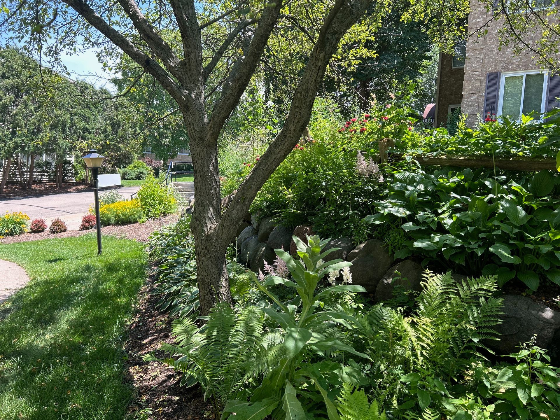 A lush green garden with a tree and bushes in front of a house.