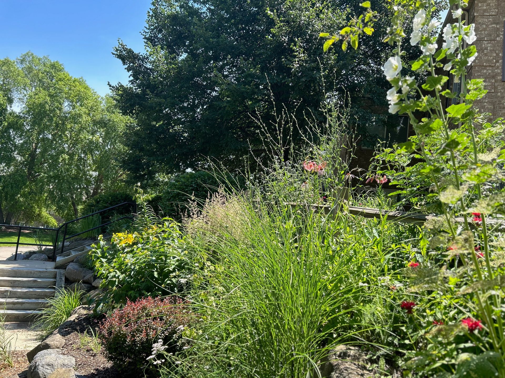A garden filled with lots of plants and flowers on a sunny day.