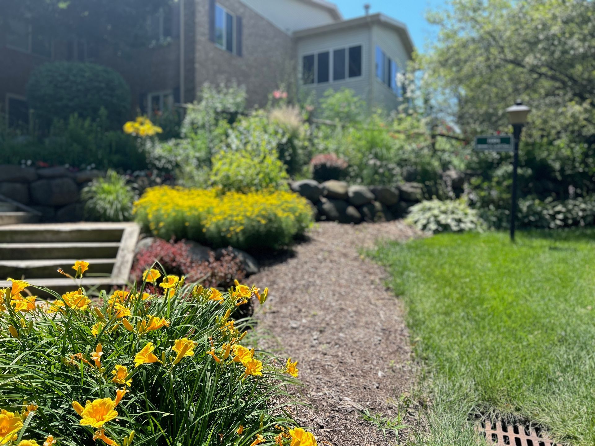 A path in a garden with yellow flowers and a house in the background.