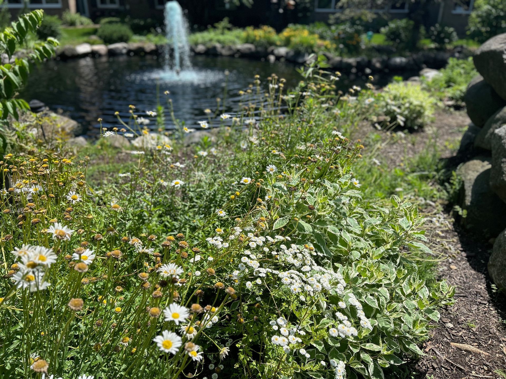 A pond with a fountain in the background and flowers in the foreground.