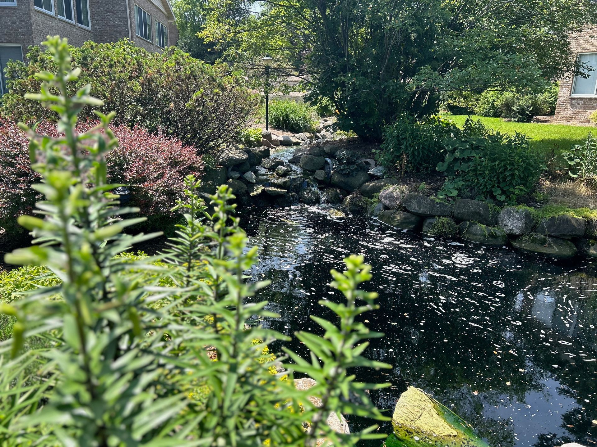 A pond surrounded by trees and bushes in a park with a building in the background.