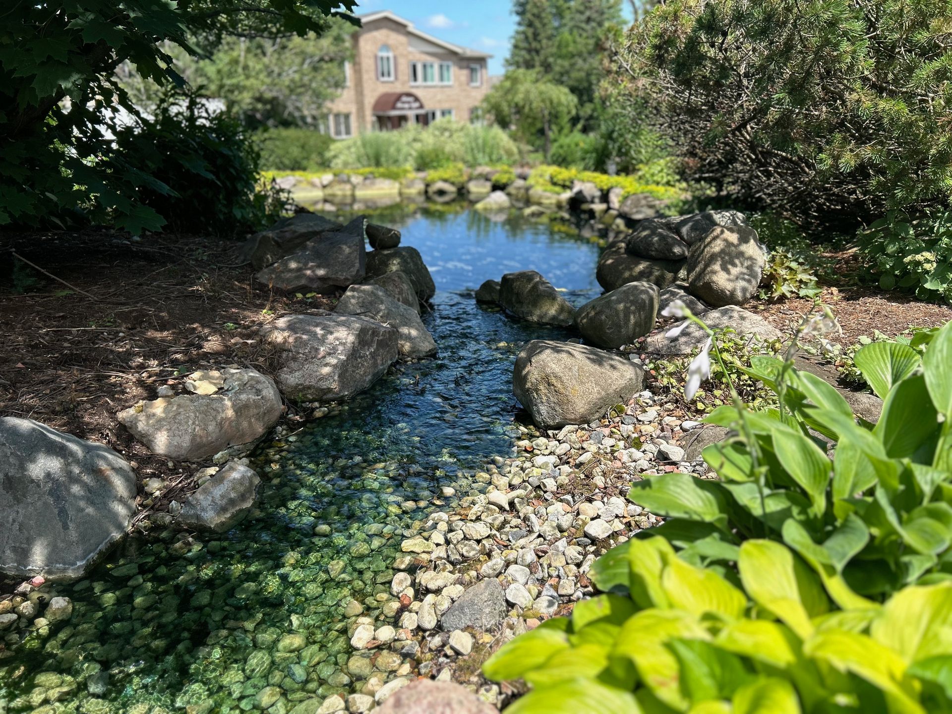 A pond surrounded by rocks and plants with a house in the background.