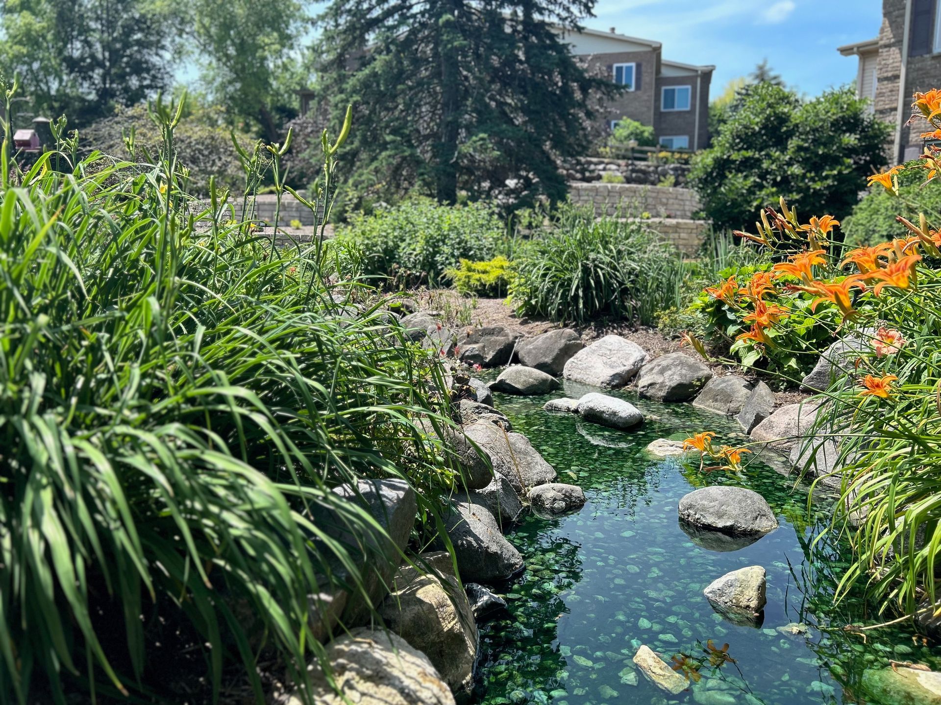 A pond surrounded by rocks and plants in a garden with a house in the background.