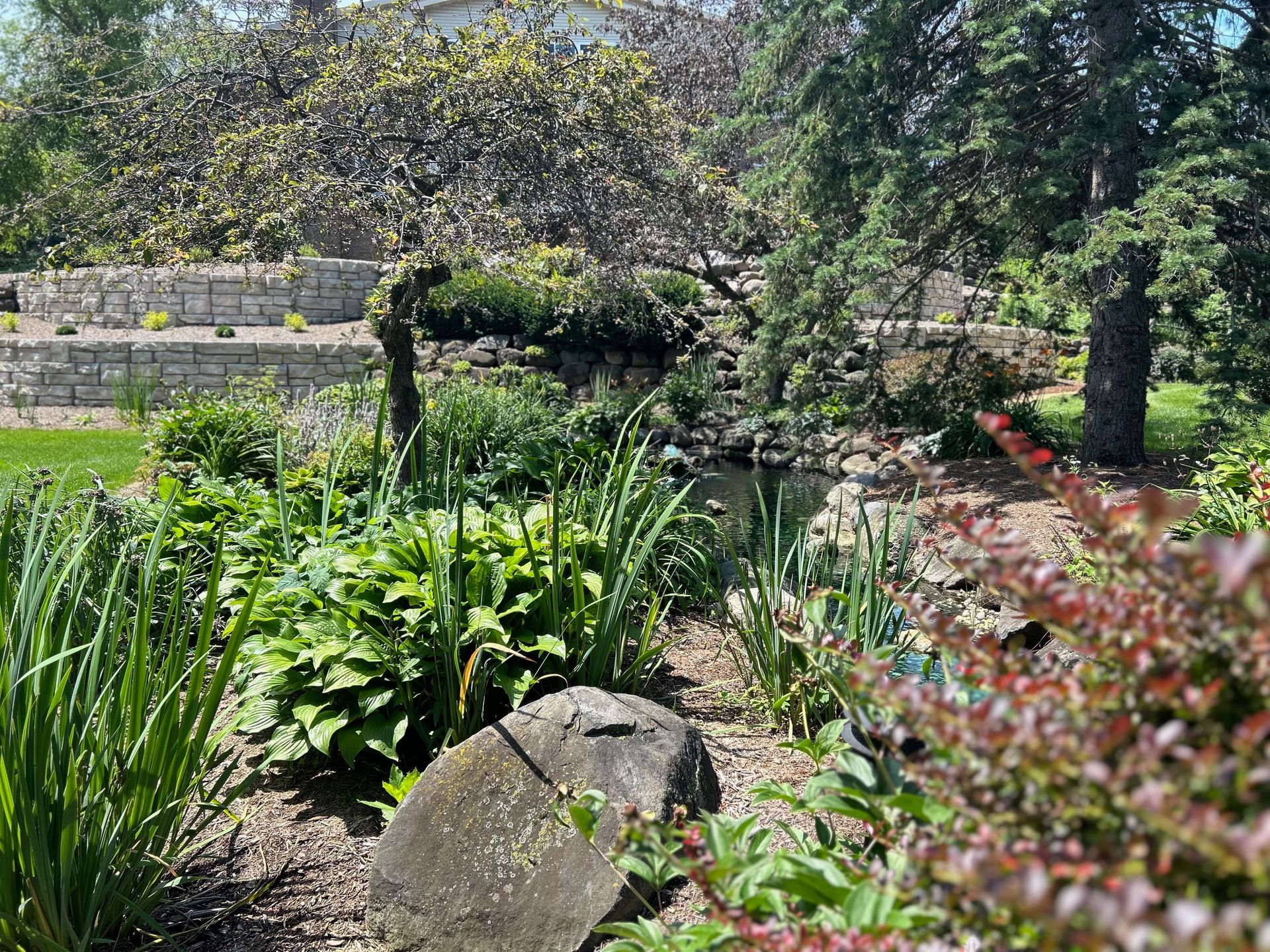A garden with lots of plants and trees and a pond in the middle.
