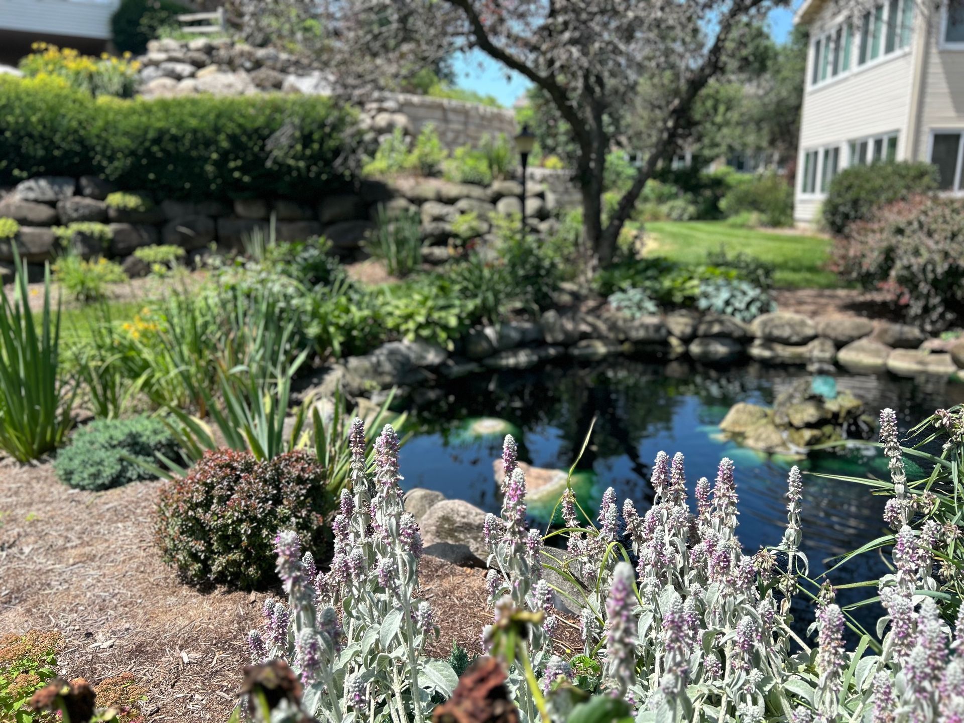 A pond in a garden with flowers and a house in the background.