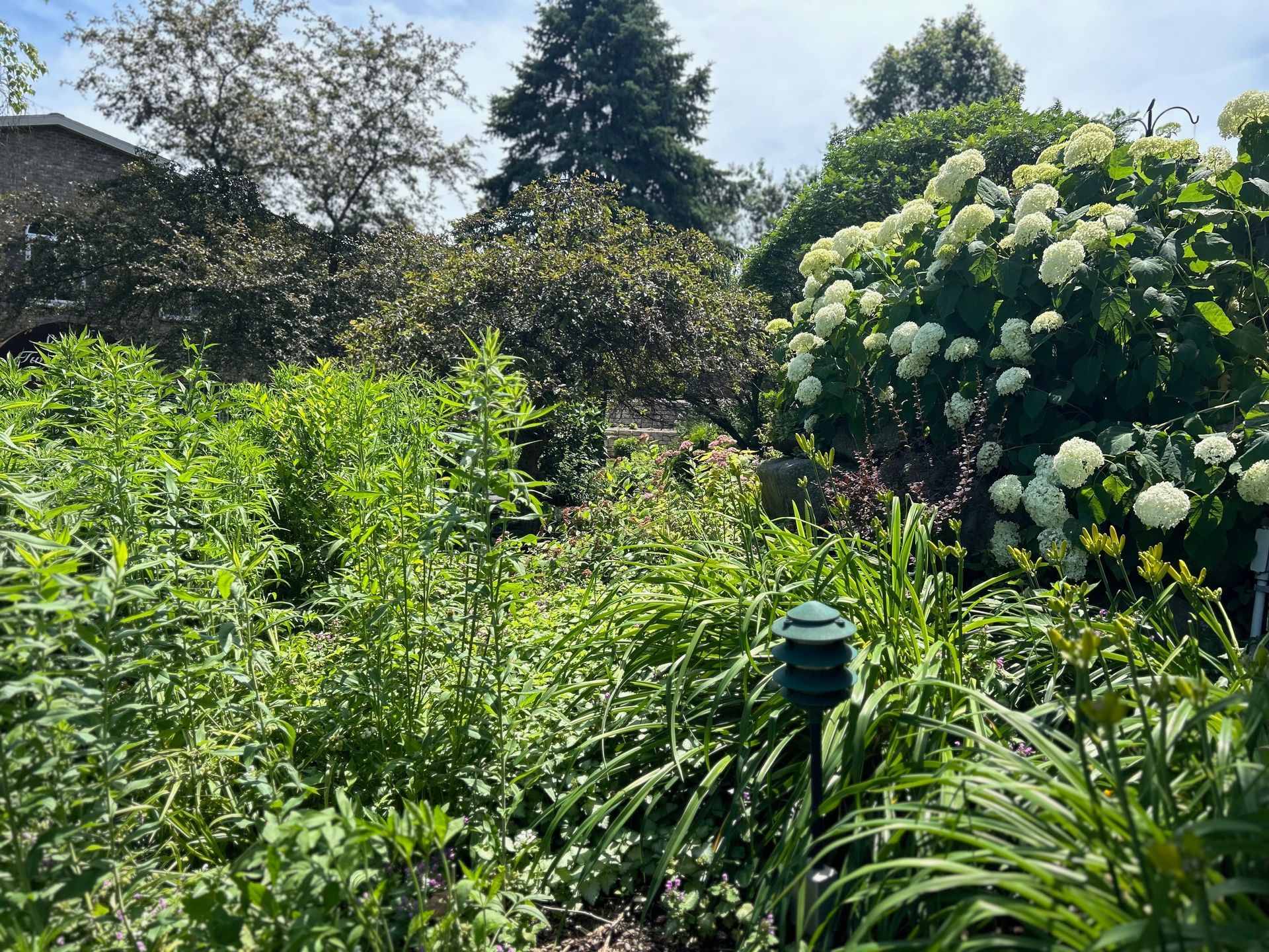 A garden filled with lots of plants and flowers
