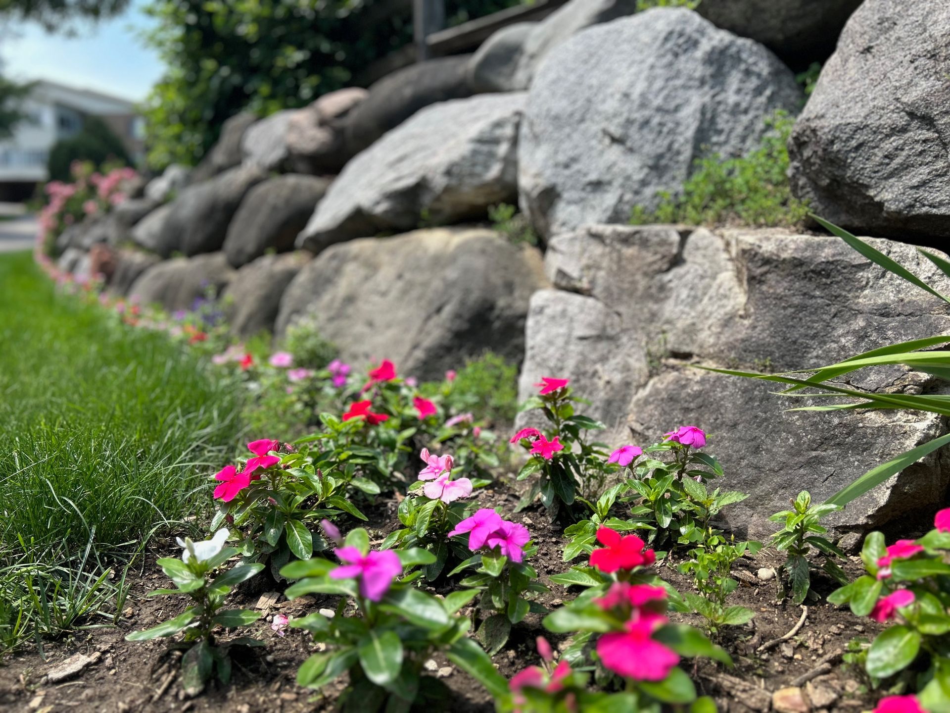 A bunch of pink flowers are growing in a rock garden.