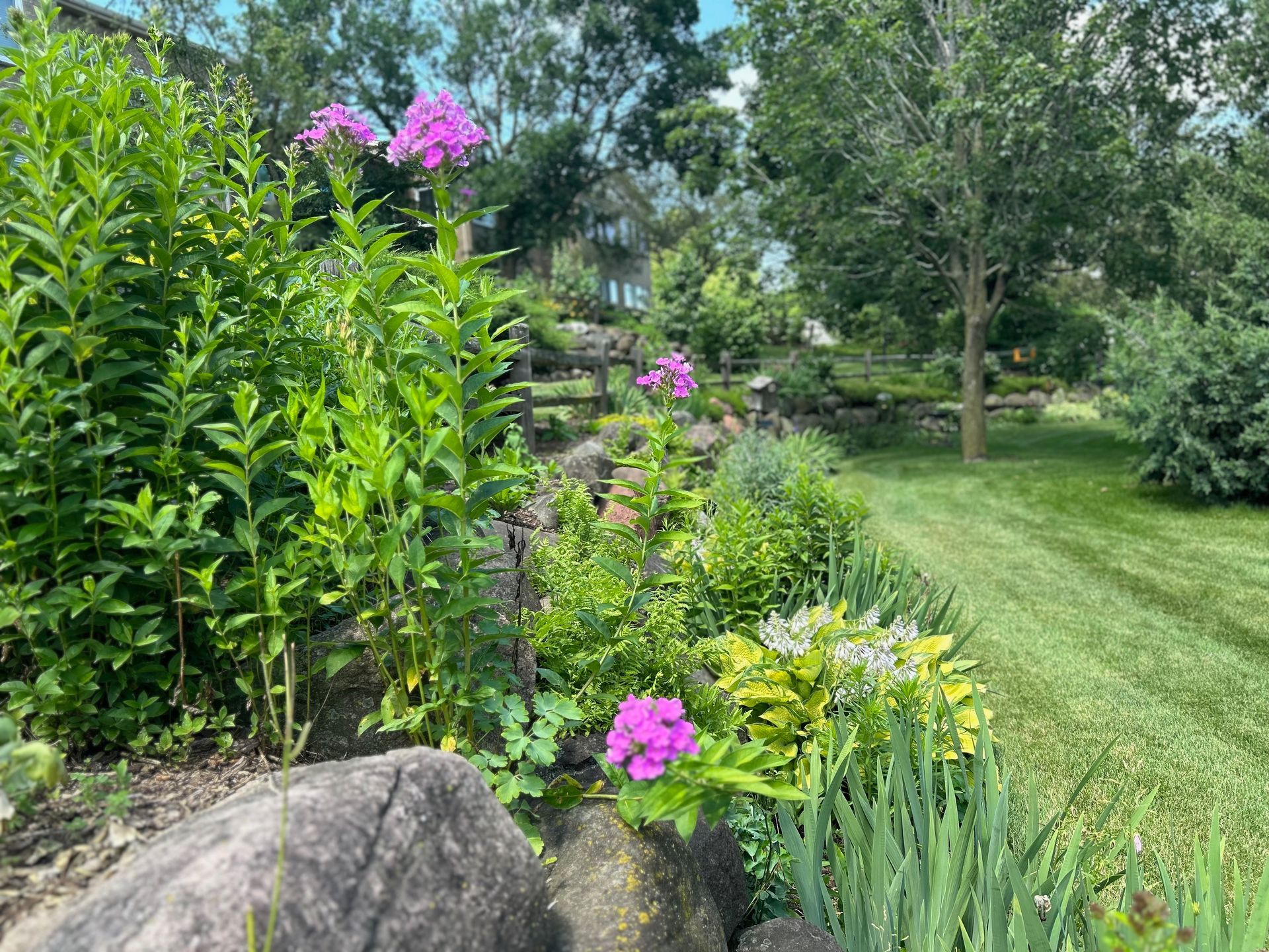 A lush green garden with purple flowers and rocks.