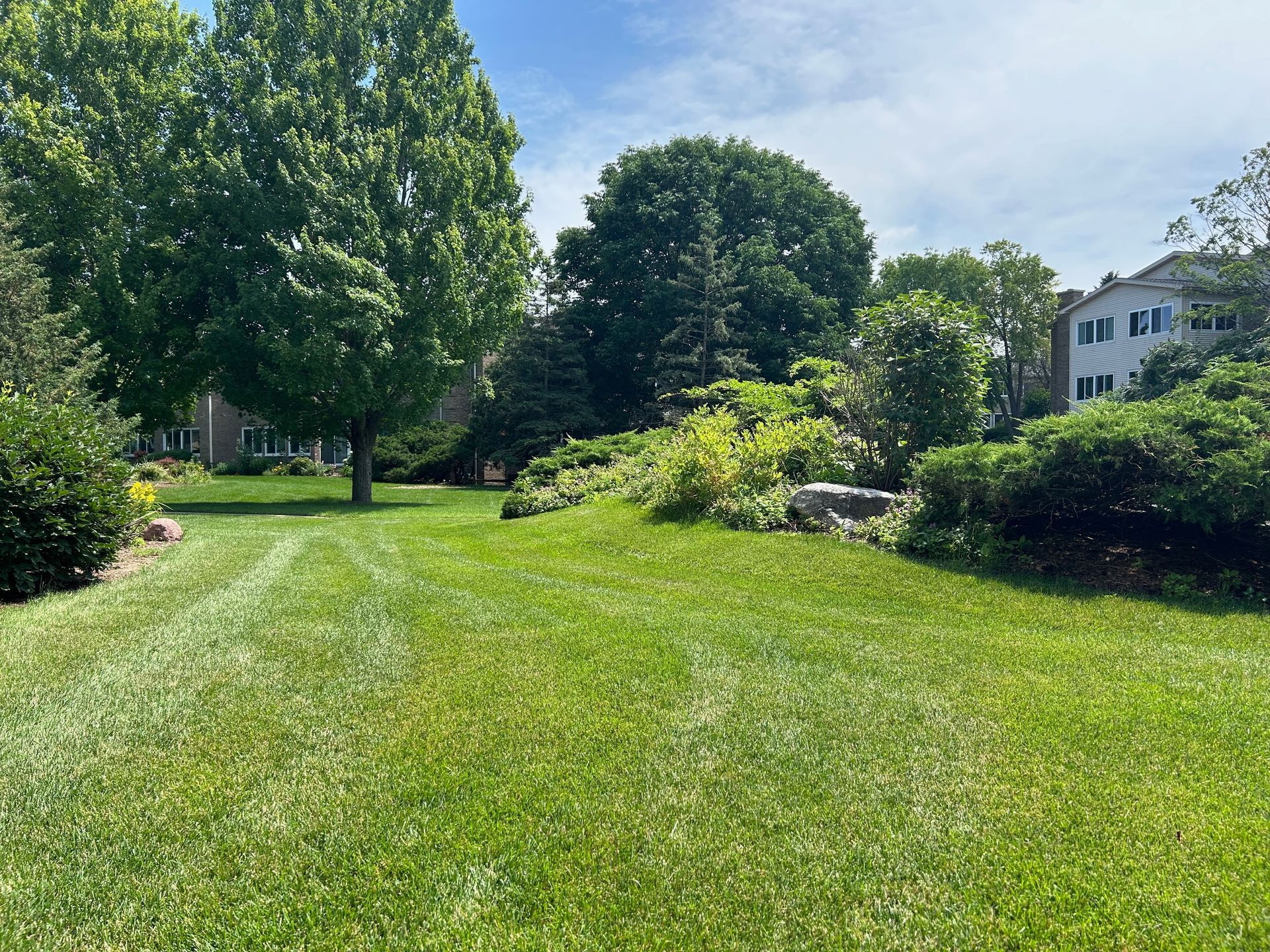 A large lush green lawn with trees in the background and a house in the background.