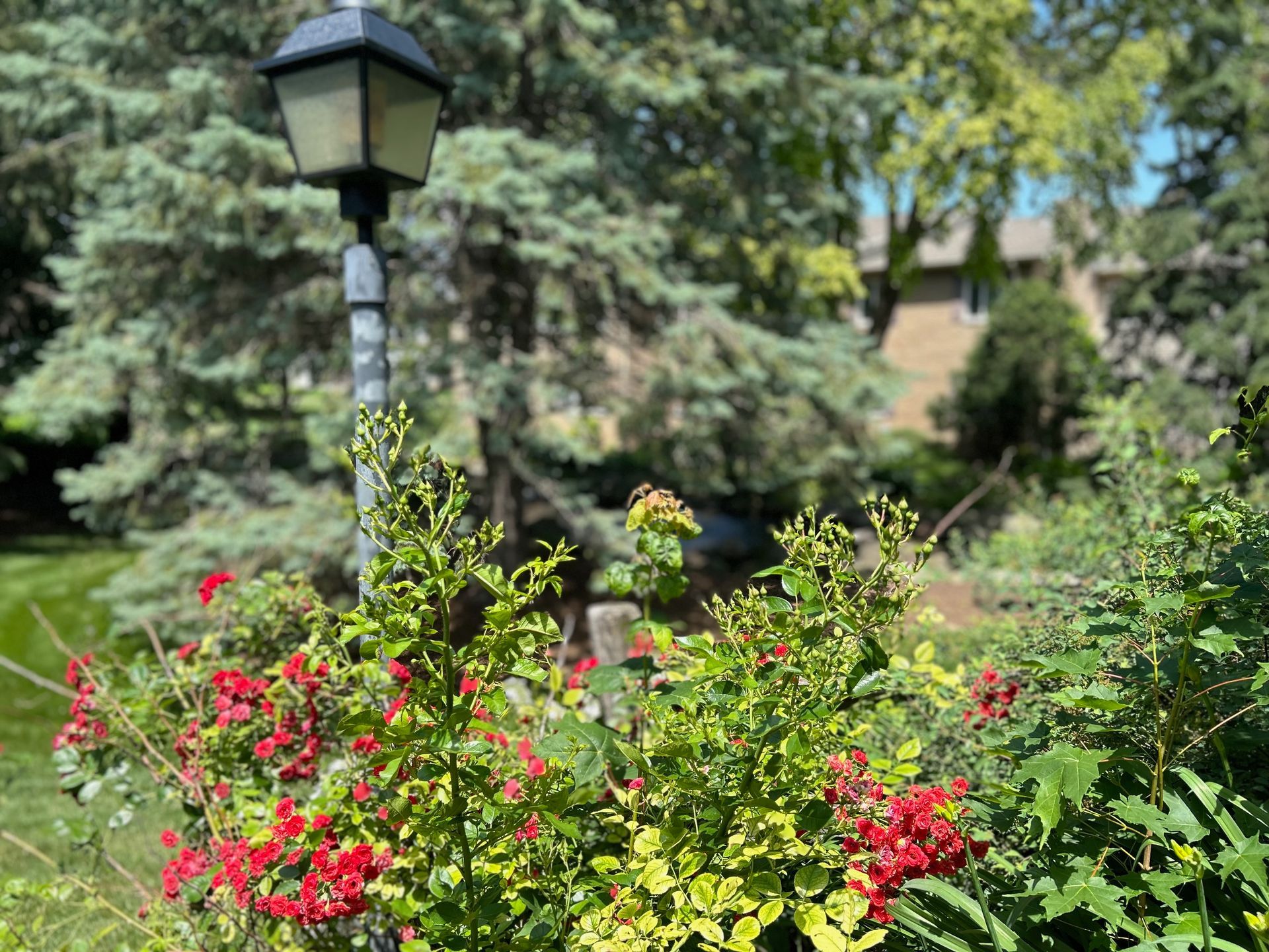 A lamp post in a garden with flowers and trees in the background.