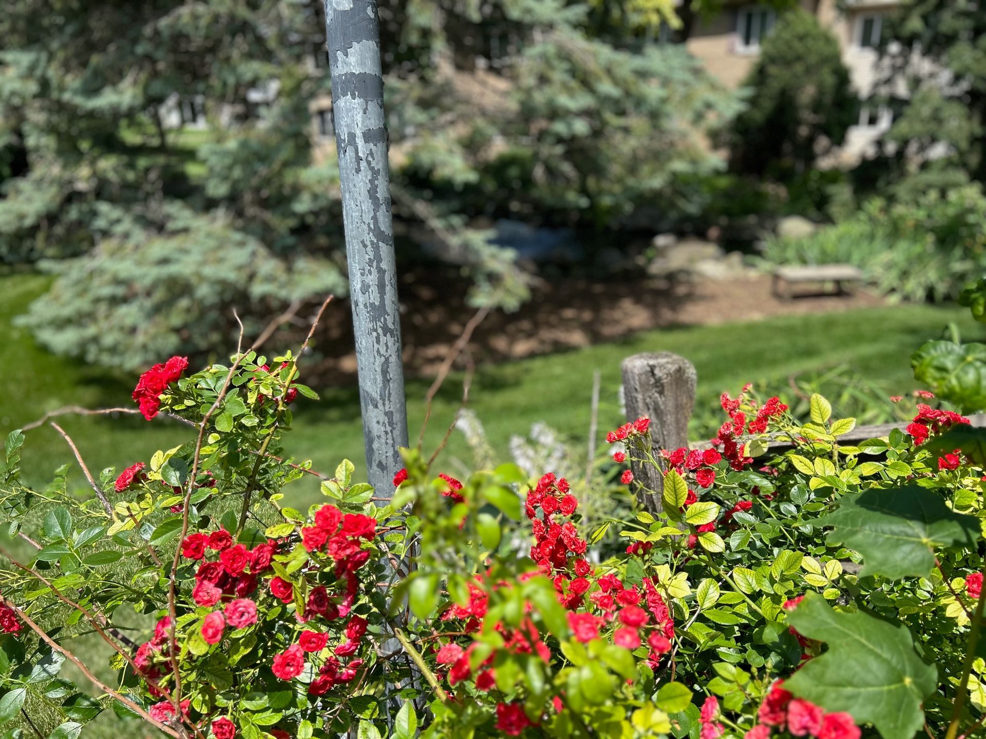 A bunch of red flowers are growing in a garden next to a fence.