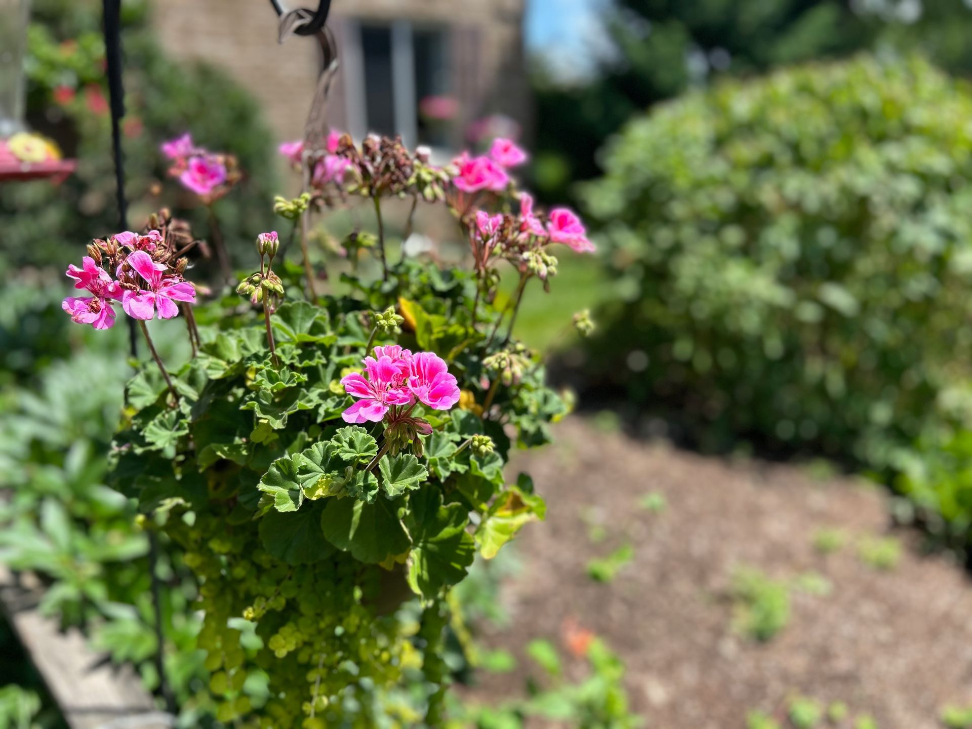 A hanging basket filled with pink flowers in a garden.