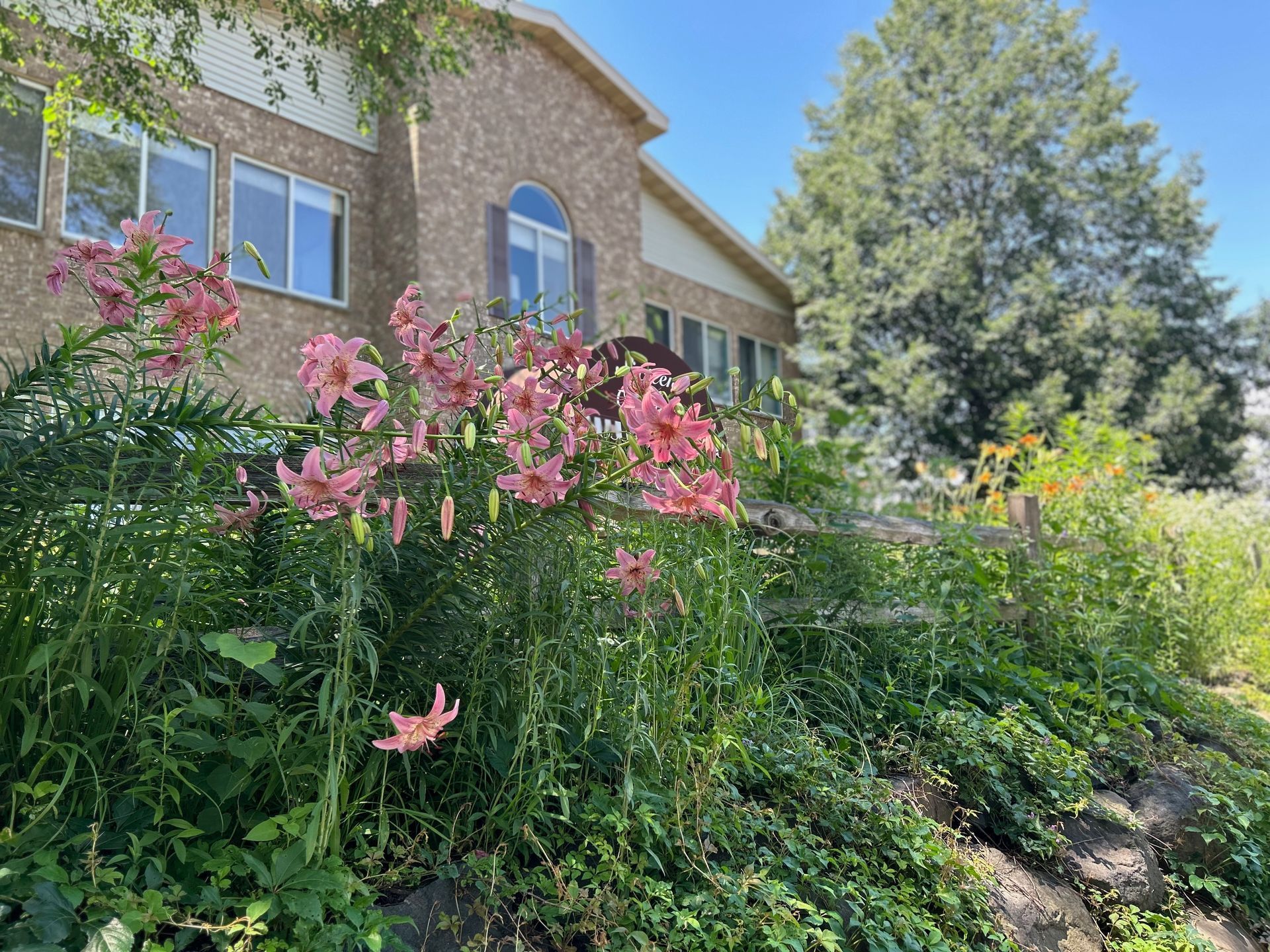 A house with a lot of pink flowers in front of it.