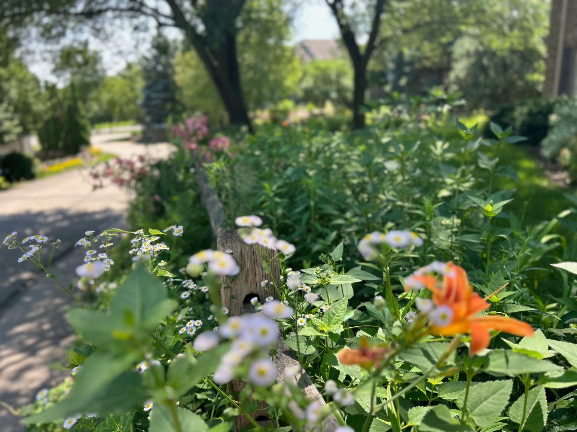 A bunch of flowers are growing in a garden next to a road.