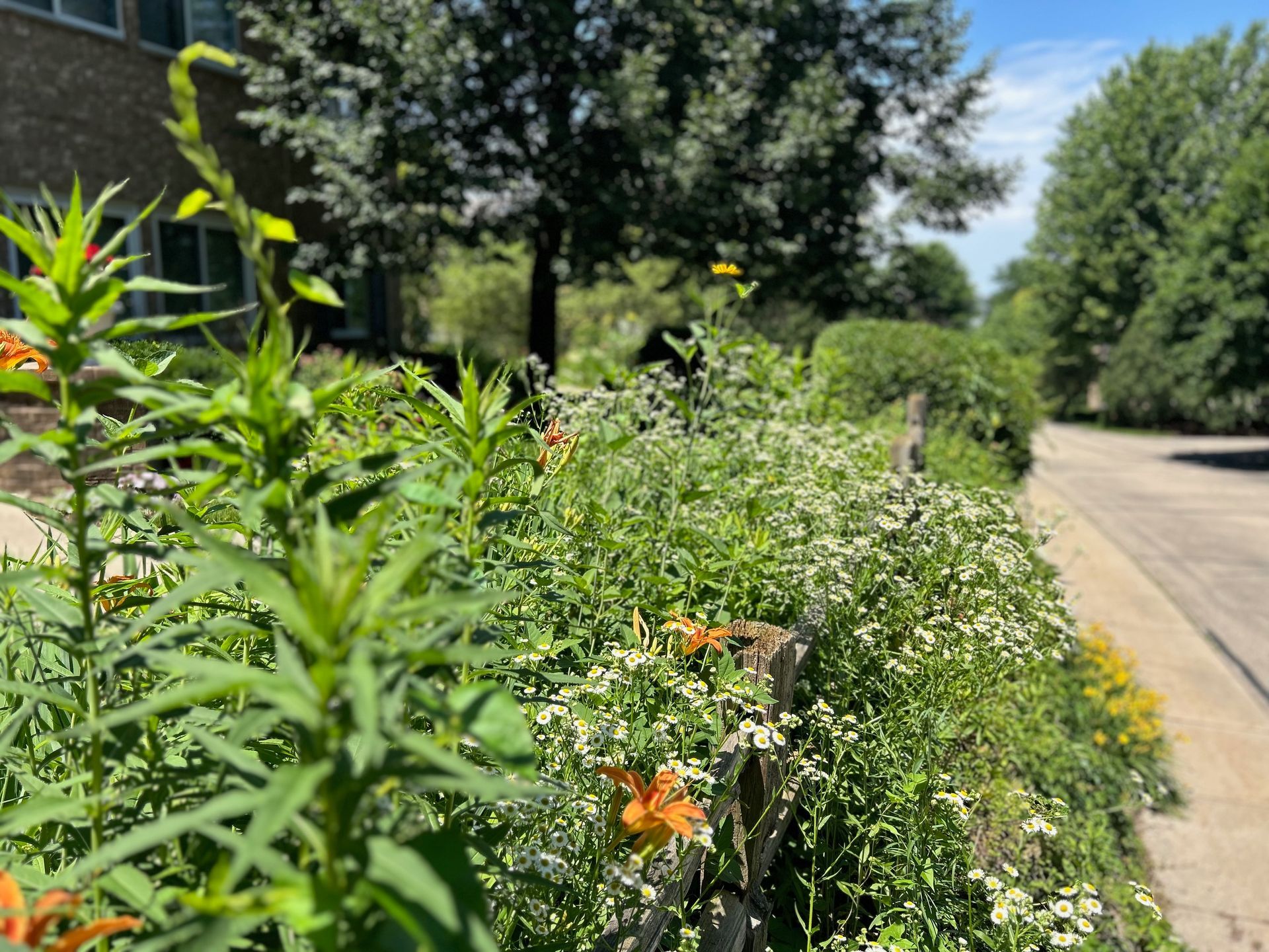 A row of flowers growing on the side of a road.