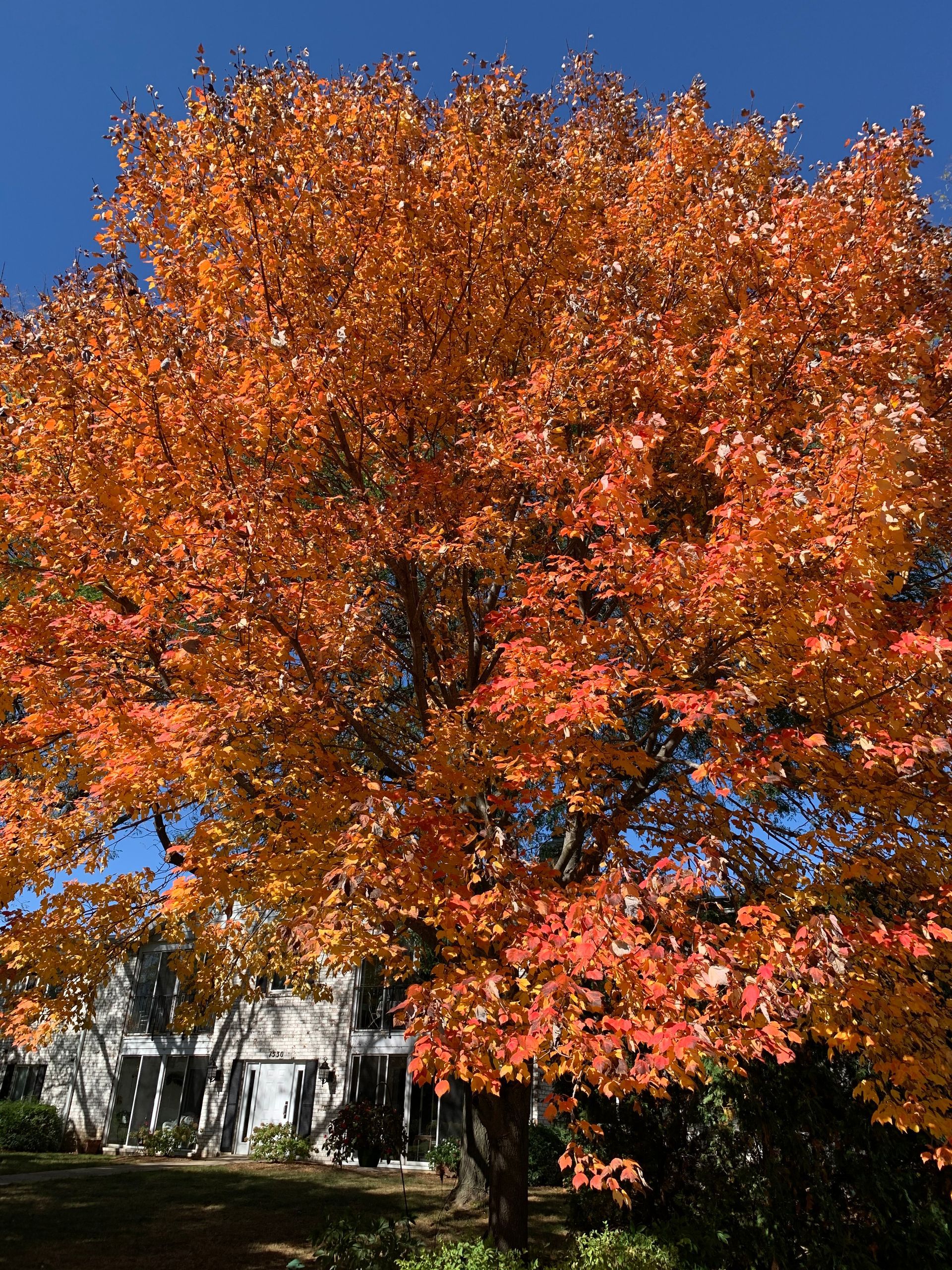 A tree with orange leaves in front of a house
