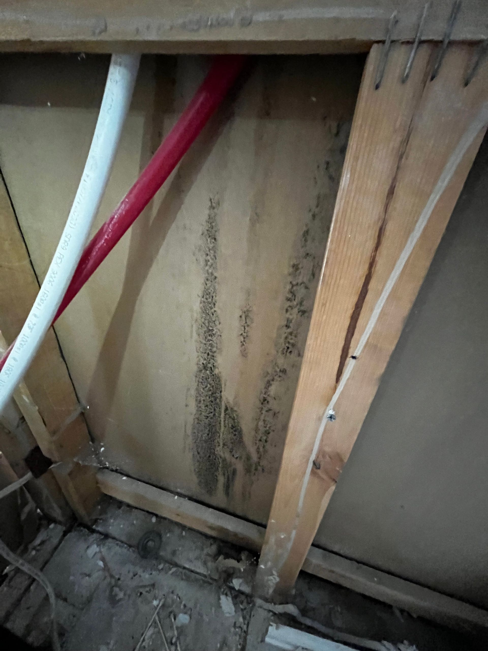 Attic Mold Remediation Petrali Pro Services