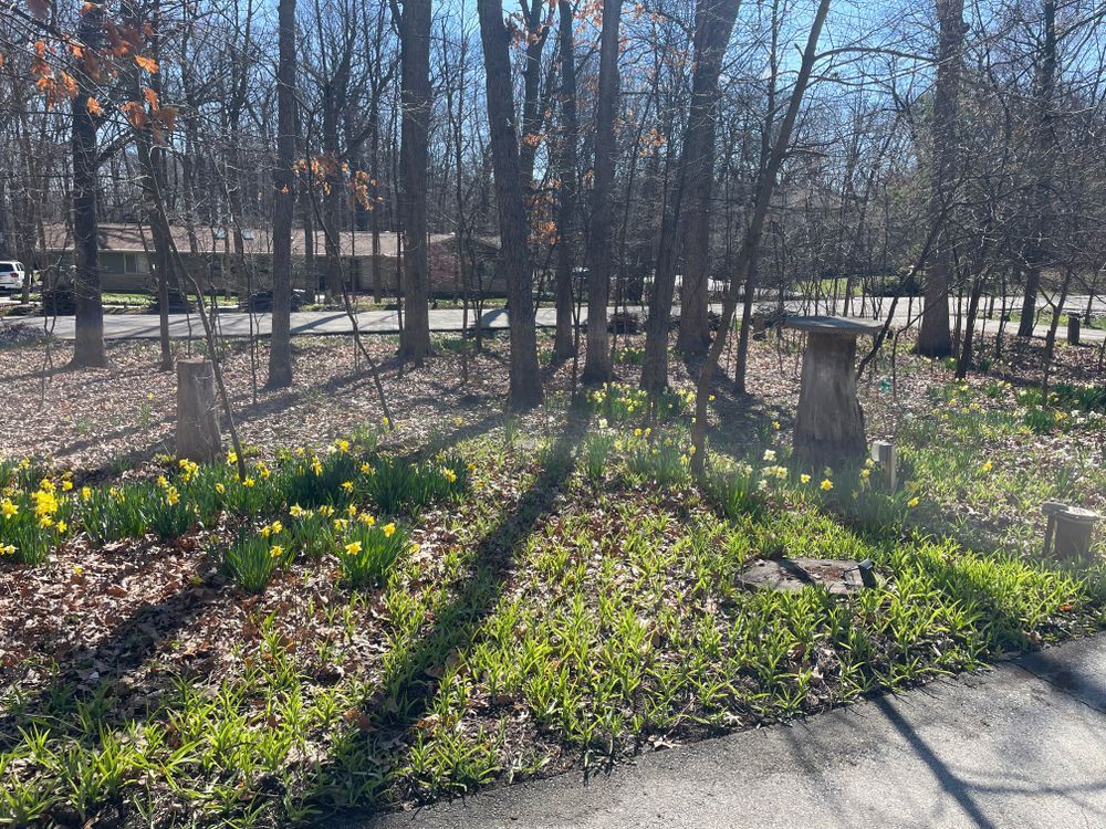 A driveway leading to a forest with trees and flowers