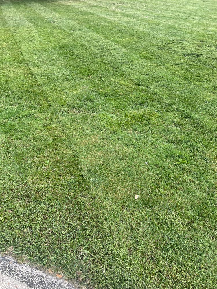 A close up of a lush green lawn next to a road