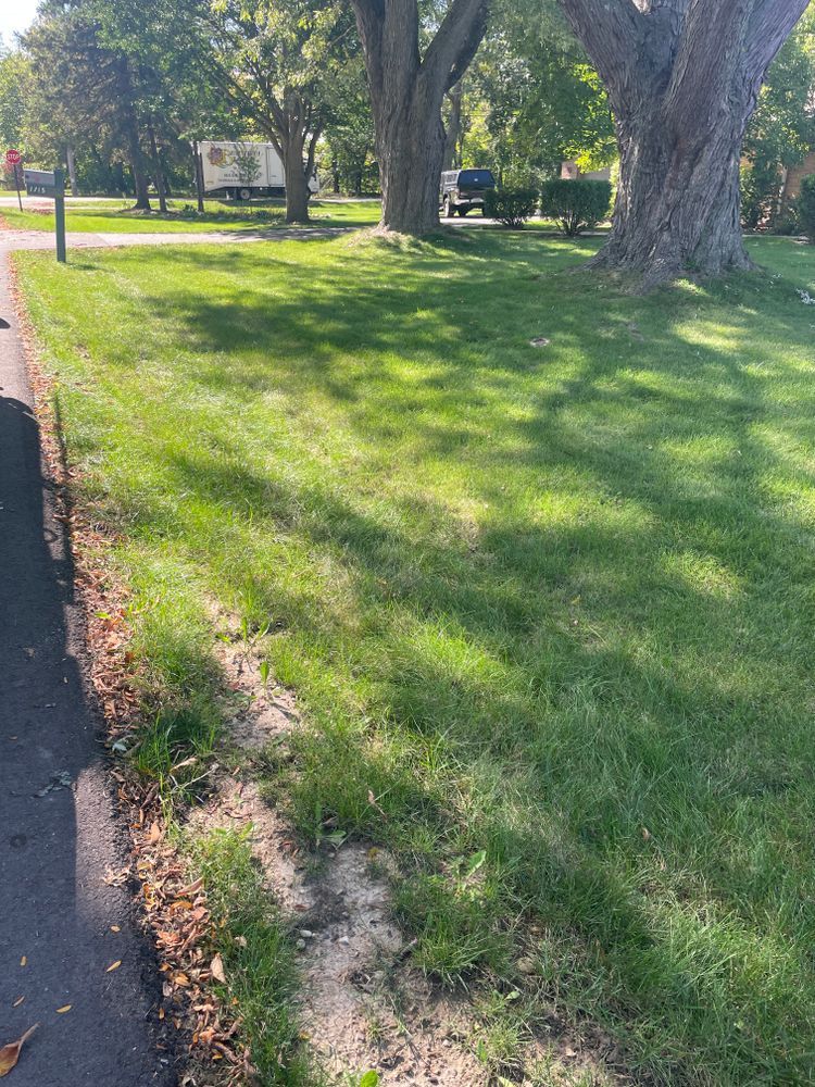A lush green park with trees and a road