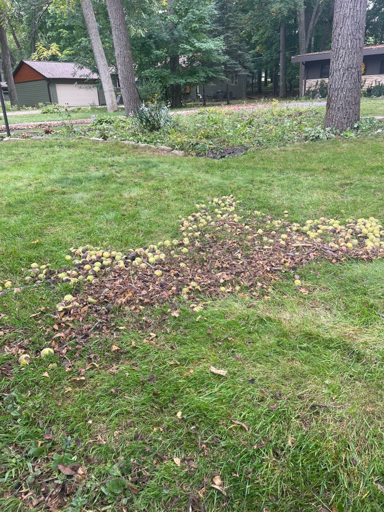 A lawn with a lot of leaves on it and trees in the background