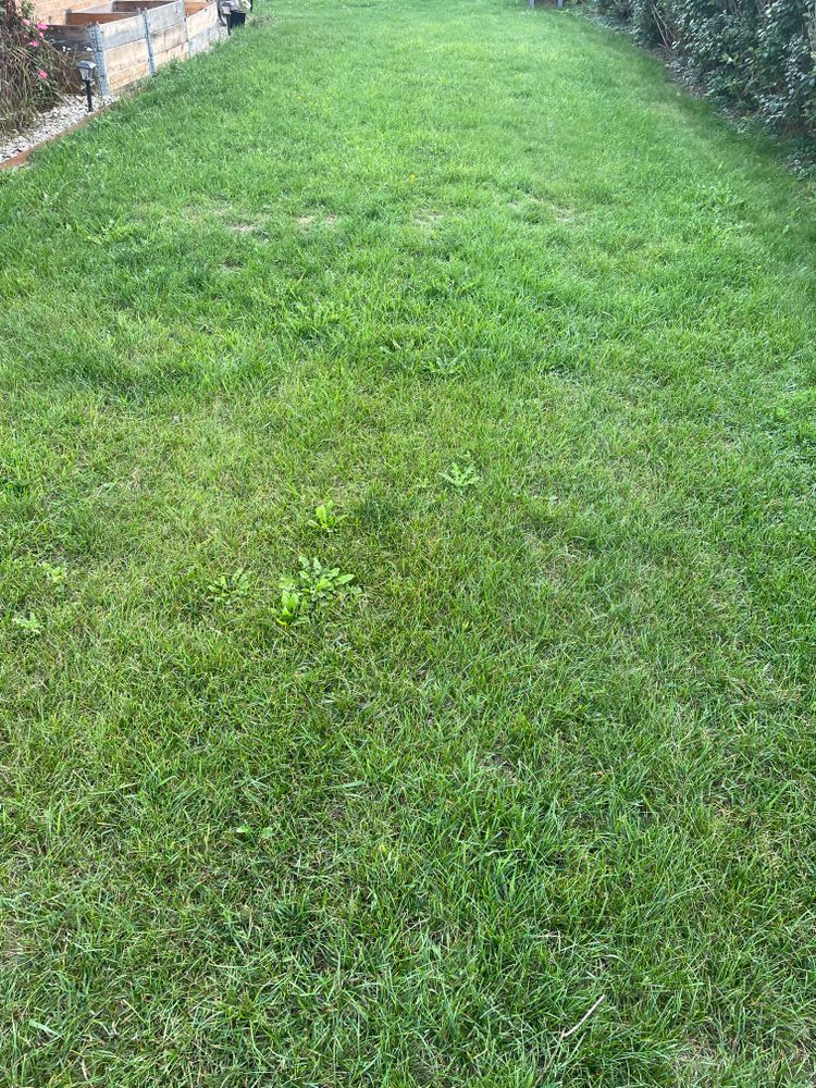 A lush green lawn with a fence in the background