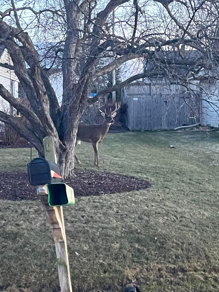 A deer is standing under a tree in a yard next to a mailbox