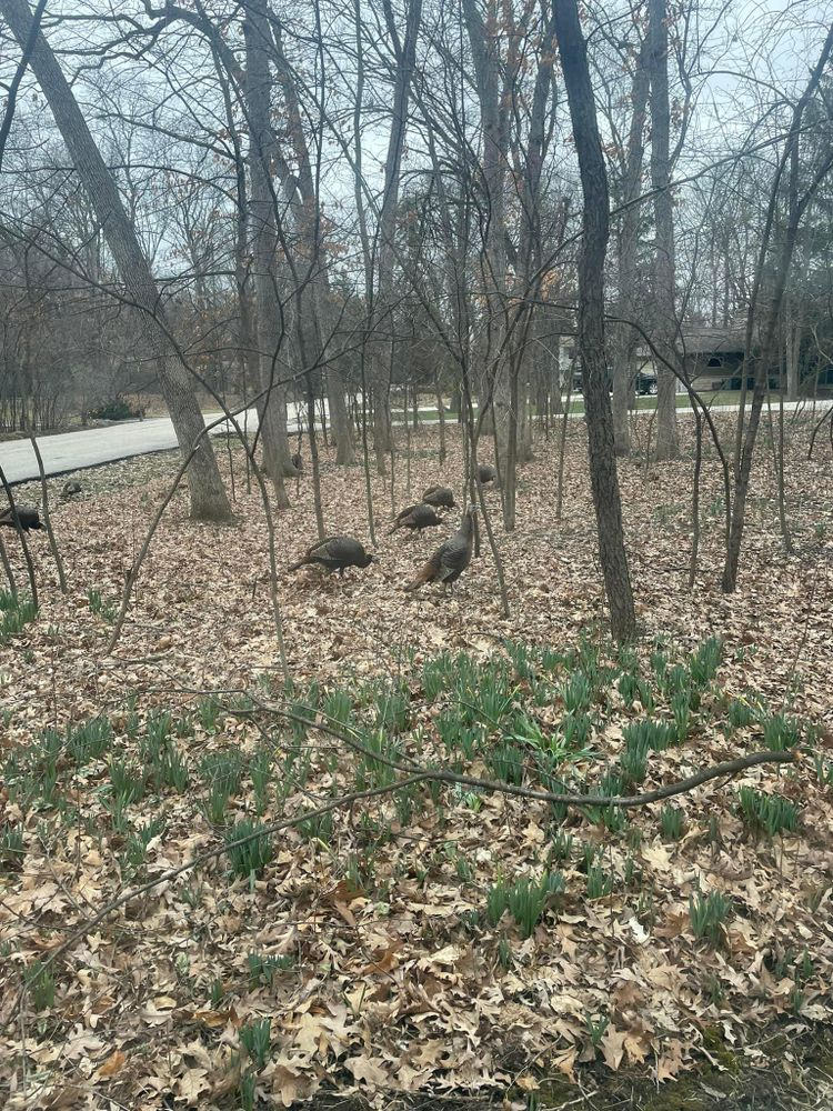 A group of turkeys are walking through a forest