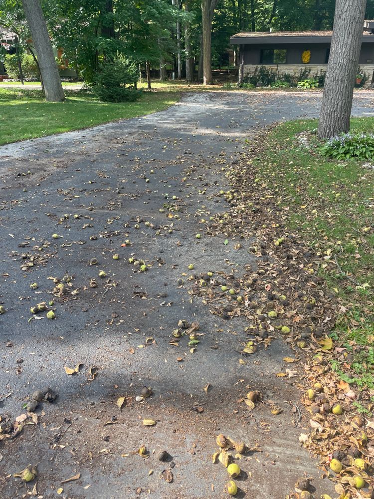 A dirt road with a lot of leaves on it and a house in the background