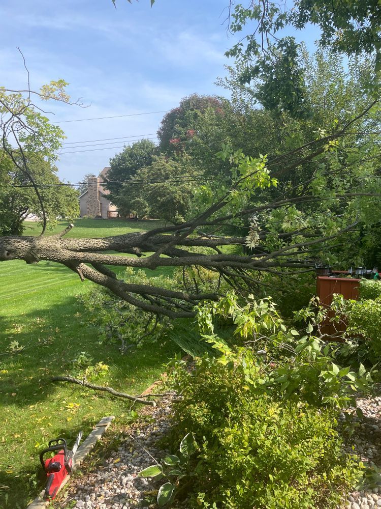 A tree that has fallen in a yard with a chainsaw in the foreground