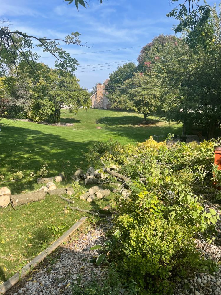 A yard with a lot of trees and bushes and a house in the background