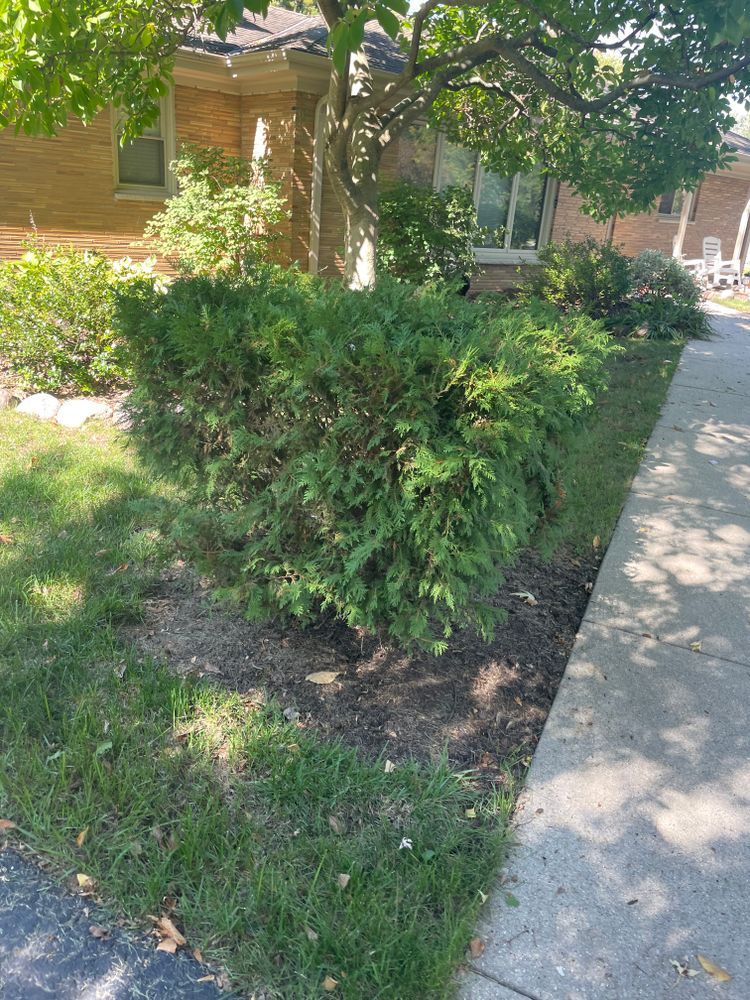 A bush is growing in the grass next to a sidewalk in front of a house