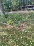 There is a lot of grass and leaves on the ground in the park