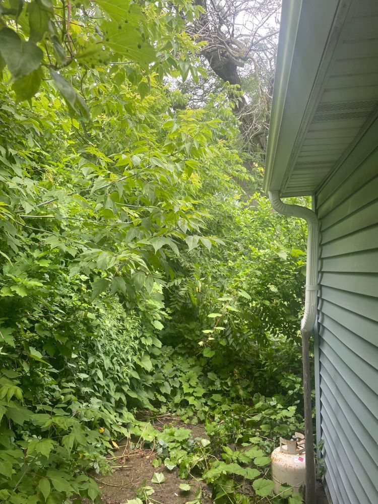 A house with a lot of plants growing around it
