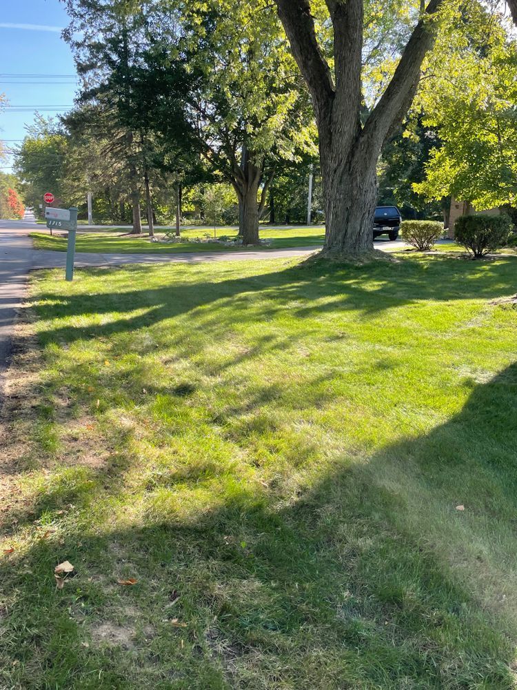 A lush green lawn with trees in the background and a car parked in the driveway