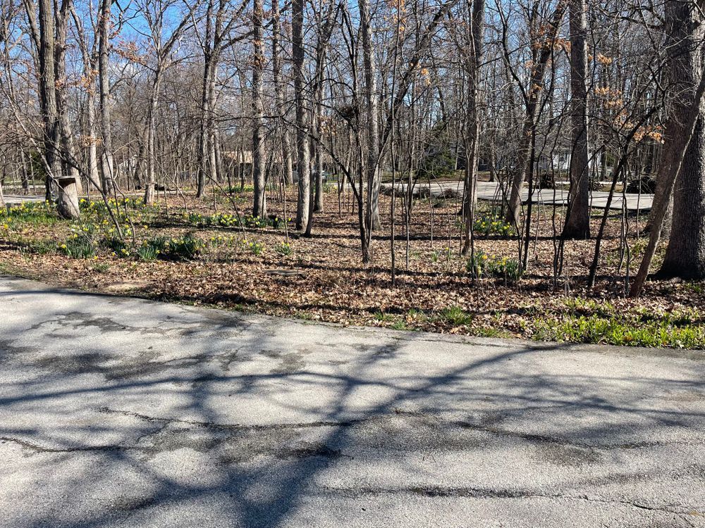 A road going through a forest with trees and leaves on the ground