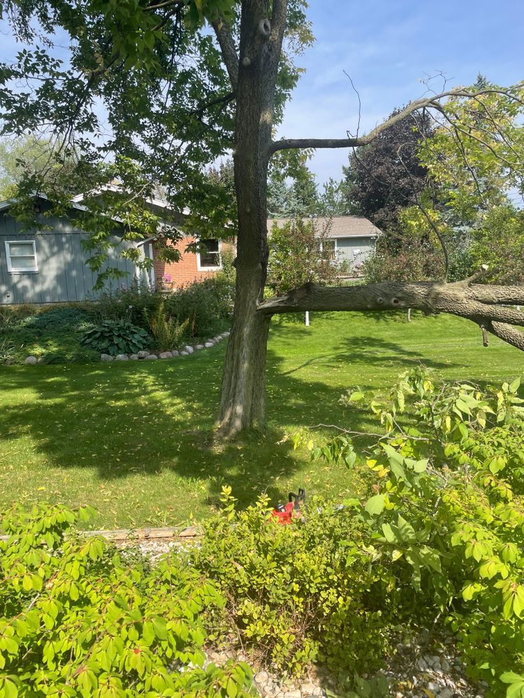 A fallen tree in a yard with a house in the background